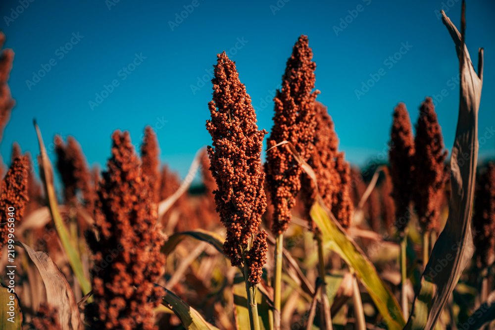 Obraz premium Dense field of mature grain sorghum crop ready for harvest under direct sunlight.