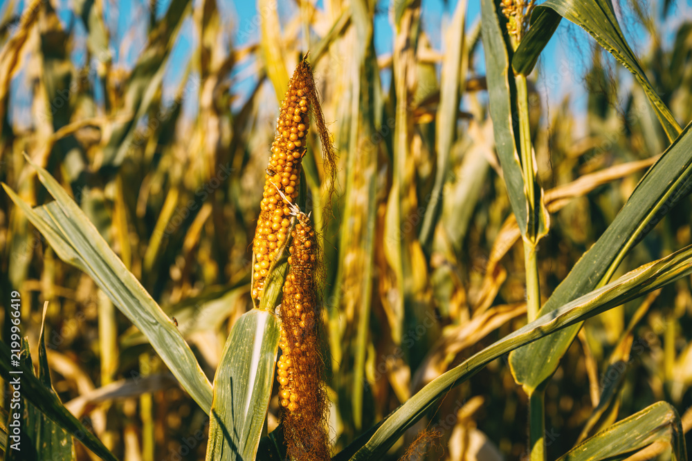 Fototapeta premium Drought-affected maize cob with incomplete kernel development surrounded by stressed corn leaves. Agricultural drought, arid climate, water shortage and crop damage.
