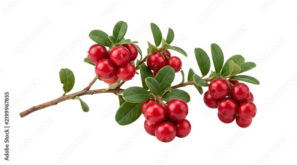 Obraz premium Fresh Wild Lingonberry Branch with Ripe Red Berries and Green Leaves Isolated on Transparent Background