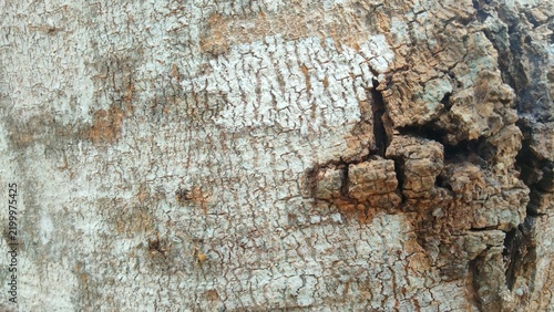 Rough tree bark texture close up with cracked wood surface and natural white lichen