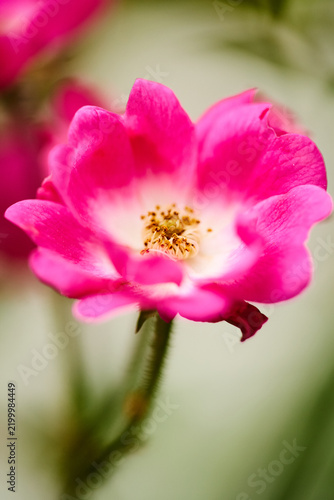 Pink rose flower blooming with white center vertical macro photo. Close-up photo of vibrant pink rose blossom with soft bokeh background