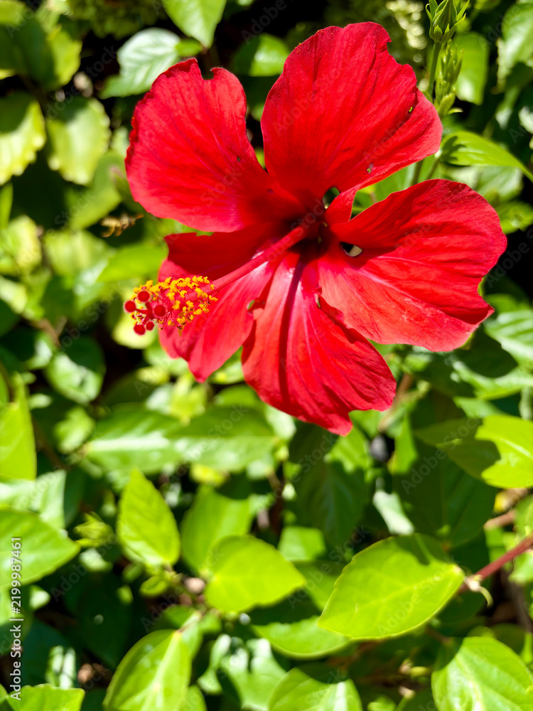 Fototapeta premium Red hibiscus flower blooming in a garden with garden plant hibiscus tropical botanical sunlight