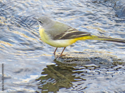 Foto Grey wagtail in Romania. Nature