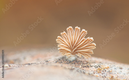 Split gill mushroom growing on decaying wood macro