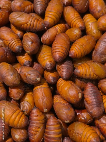 Фотография Close-up of live silkworm pupae piled together, glossy brown and orange pupal st