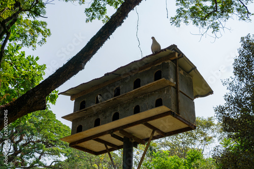 Fotografie a dovecote nestled among the lush trees