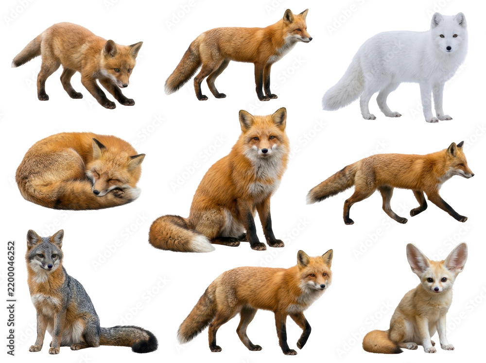 Fototapeta premium A Collection of Foxes in Various Poses: This image displays a collage of different fox species, showcasing their unique characteristics and behaviors, from sleeping to alert stances.