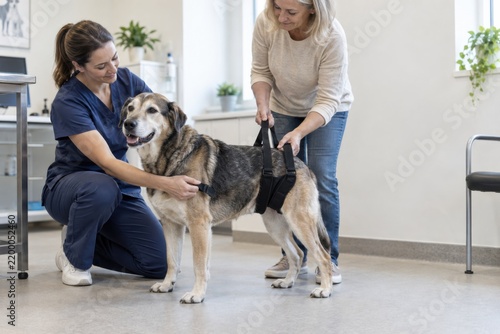 Veterinary nurse fitting support harness on calm senior dog