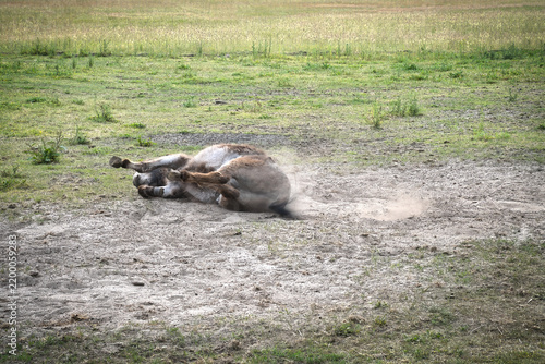 Foto Donkey Rolling Happily in the Dust on the Green Pasture.