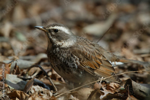 Canvastavla A dusky thrush in Japan during the winter