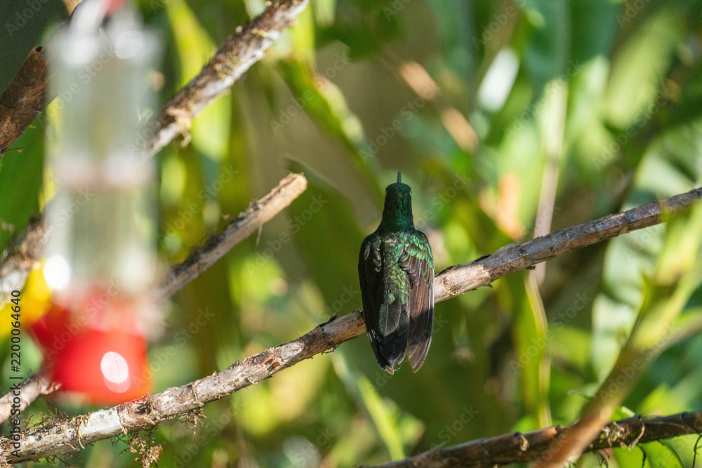 Fototapeta premium Buff-tailed coronet (Boissonneaua flavescens) hummingbird perched on a branch at a lodge outside of Baeza, Ecuador