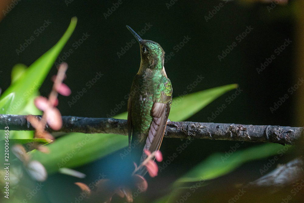 Fototapeta premium Buff-tailed coronet (Boissonneaua flavescens) hummingbird perched on a branch at a lodge outside of Baeza, Ecuador