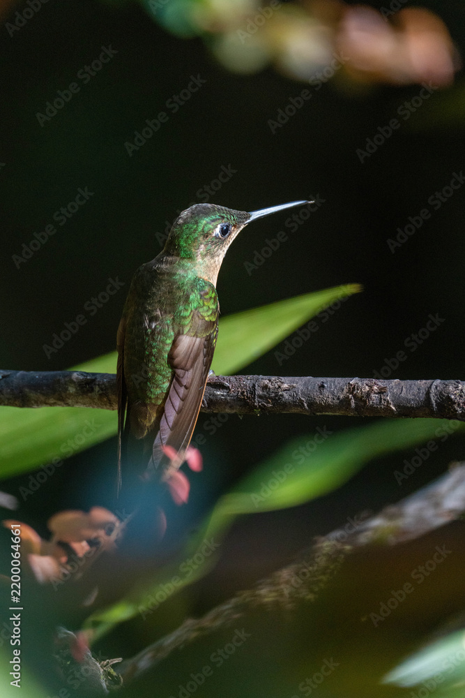 Obraz premium Buff-tailed coronet (Boissonneaua flavescens) hummingbird perched on a branch at a lodge outside of Baeza, Ecuador