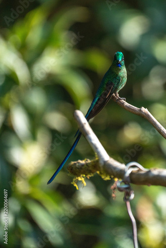 Konstfotografi Long-tailed sylph (Aglaiocercus kingii) perched on a branch at a lodge outside o