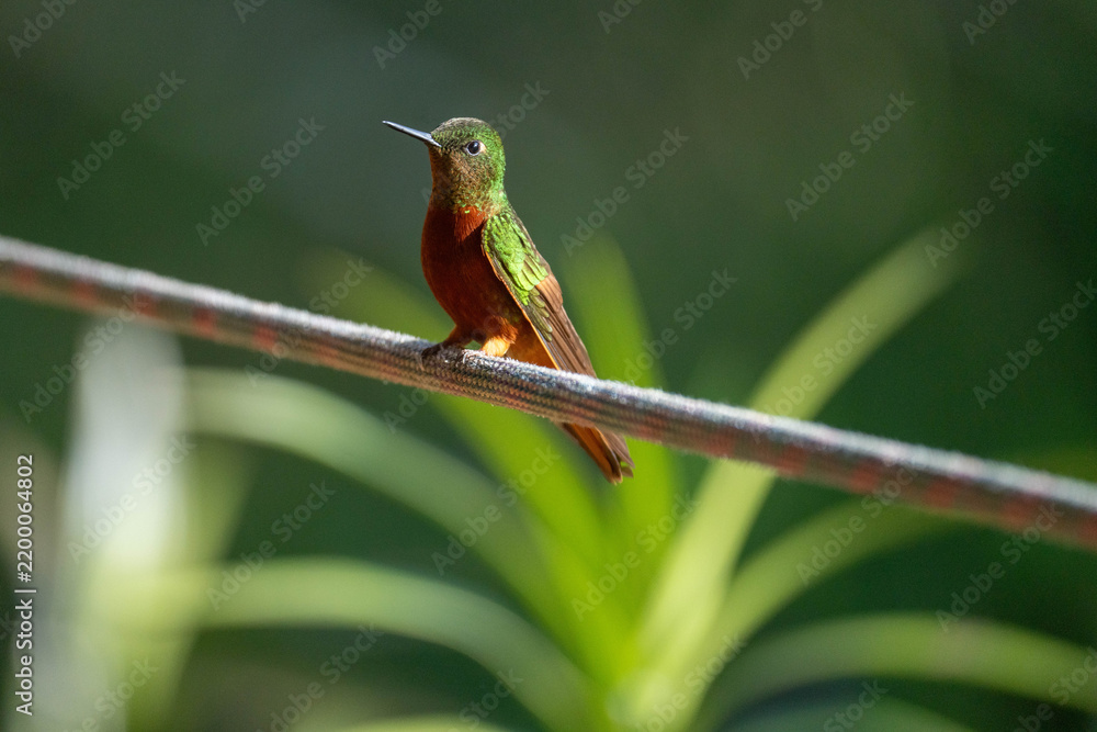 Obraz premium Chestnut-breasted coronet (Boissonneaua matthewsii) hummingbird perched on a rope at a lodge outside of Baeza, Ecuador
