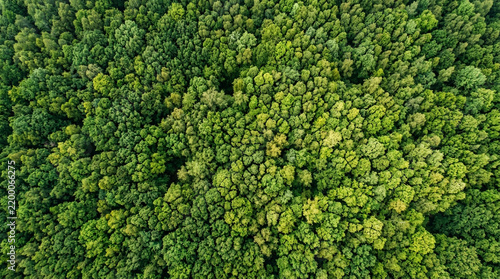 Aerial top view of lush green forest canopy woods summer landscape