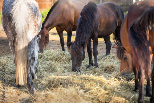Horses eating hay in paddock
