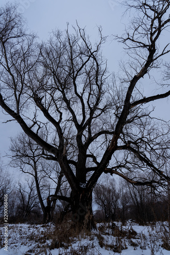 Old bare tree in winter field under overcast sky. Silhouette of mighty oak branches in wintertime landscape