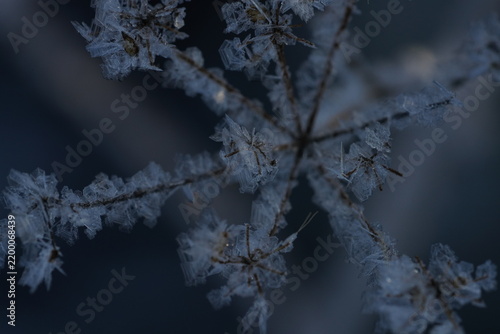 Obraz na płótnie Frost crystals on dry plant close up