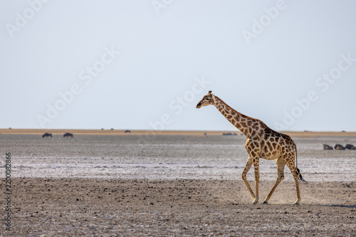 Canvas Print Giraffa Etosha