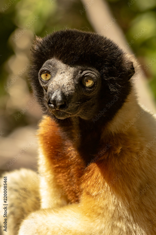 Fototapeta premium Crowned sifaka