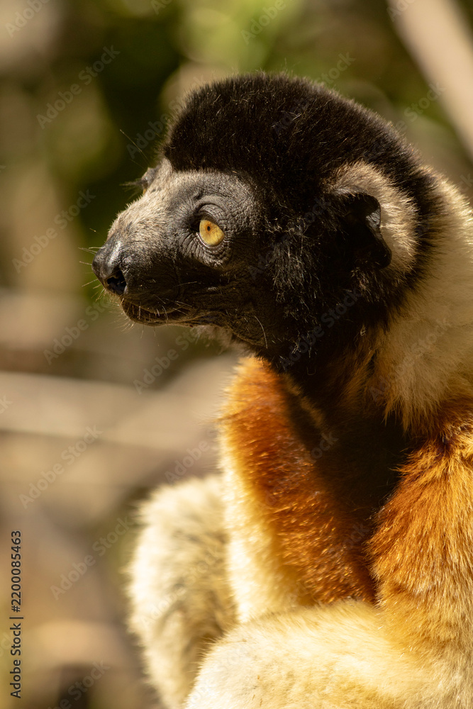 Fototapeta premium Crowned sifaka