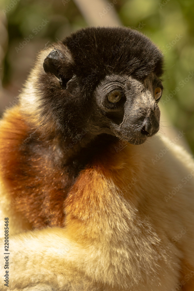 Obraz premium Crowned sifaka