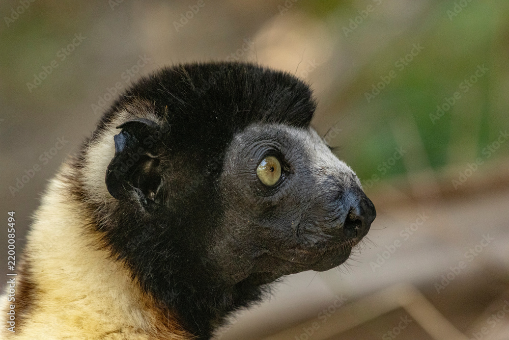 Fototapeta premium Crowned sifaka