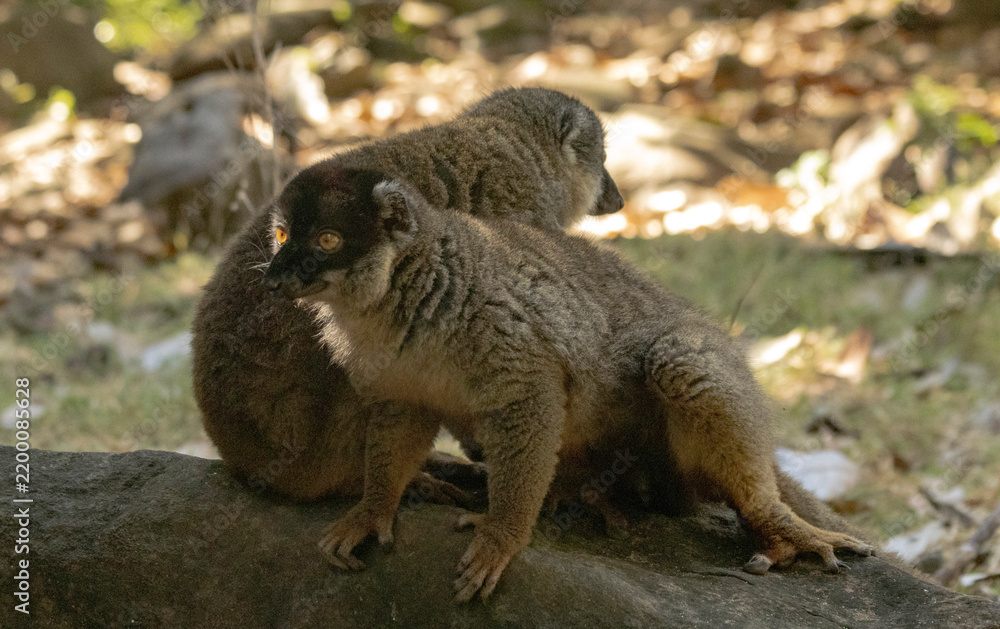 Fototapeta premium Brown lemur