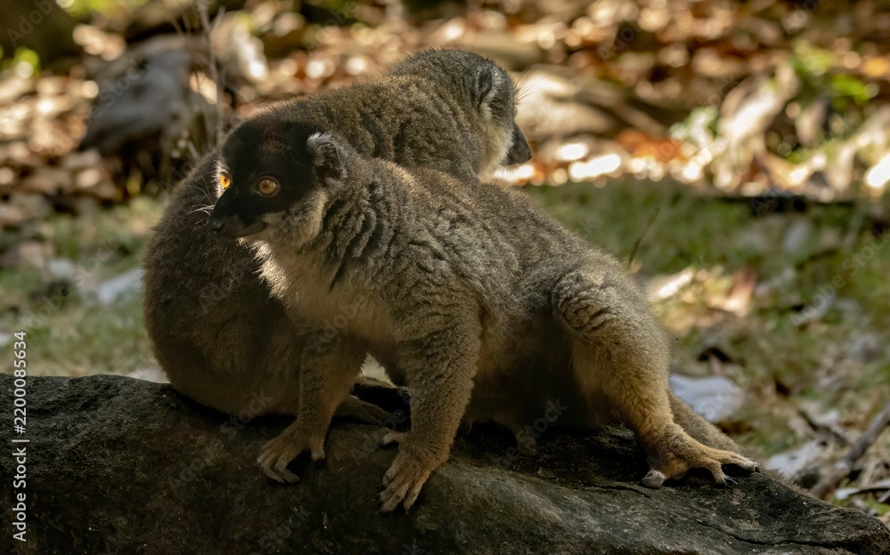 Fototapeta premium Brown lemur