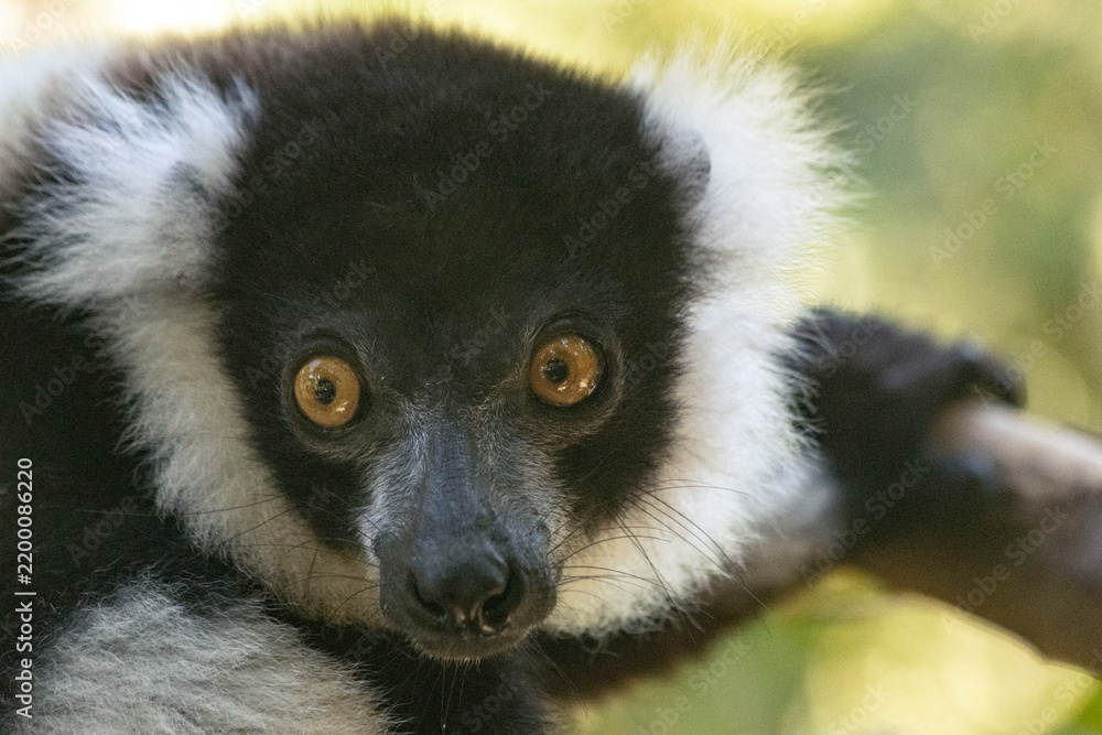 Fototapeta premium Black-and-white ruffed lemur