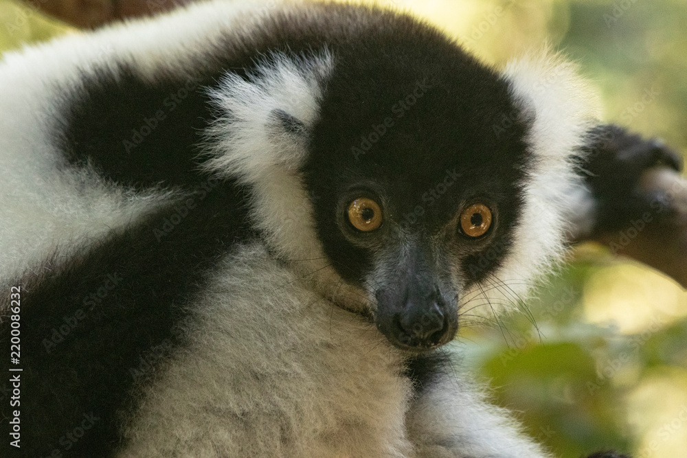 Obraz premium Black-and-white ruffed lemur