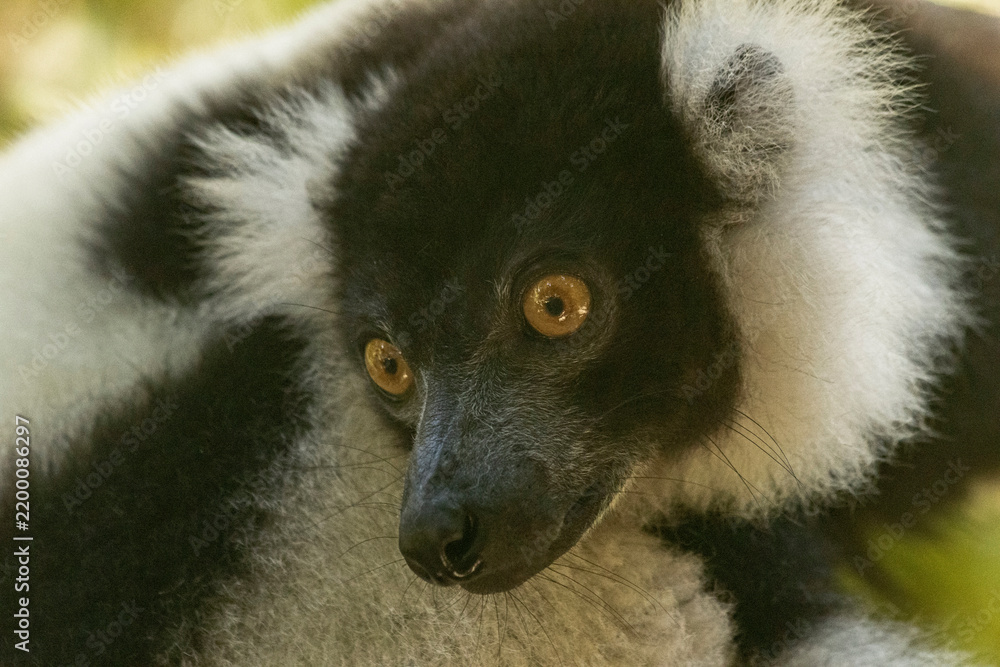 Fototapeta premium Black-and-white ruffed lemur