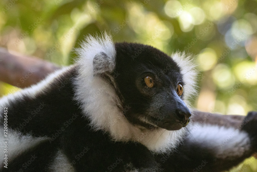 Fototapeta premium Black-and-white ruffed lemur