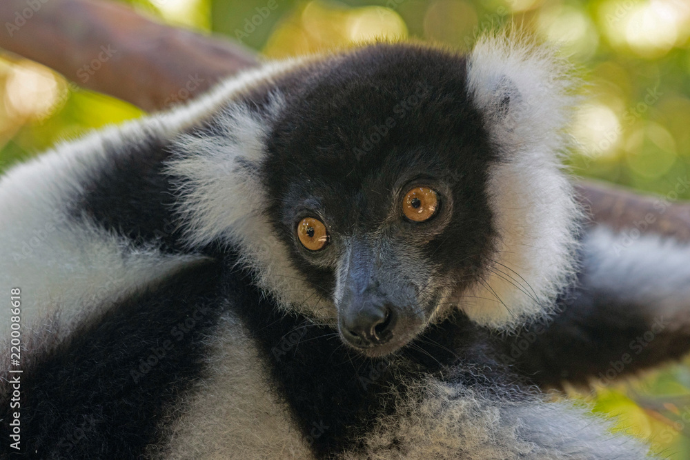 Fototapeta premium black and white lemur