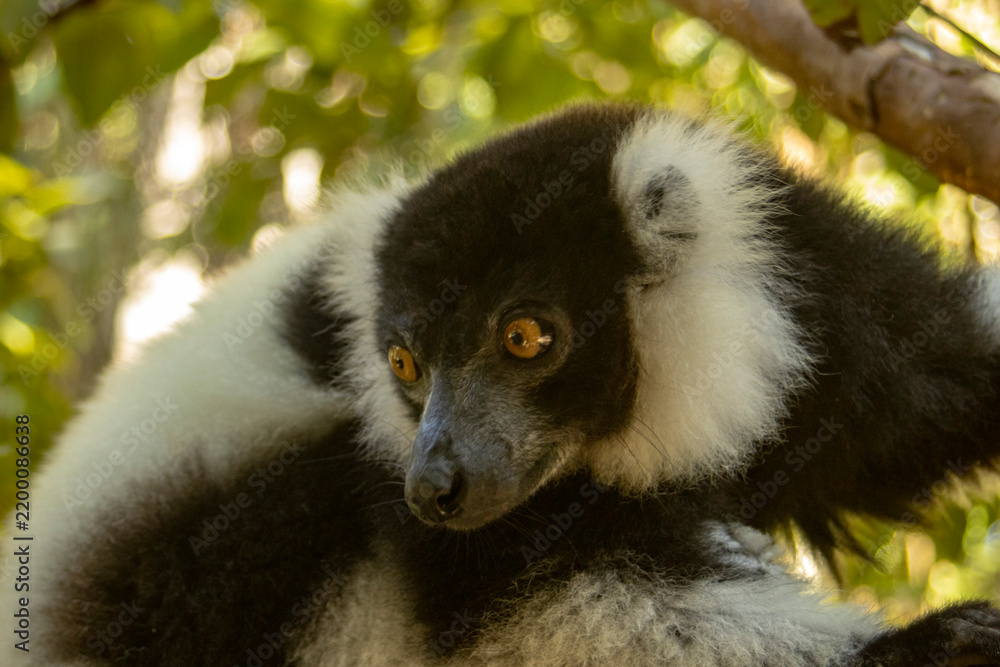 Fototapeta premium Black-and-white ruffed lemur