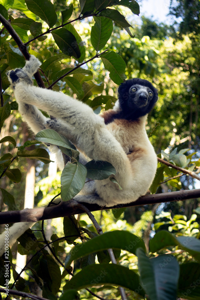 Fototapeta premium Crowned sifaka