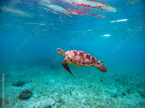 Green sea turtle