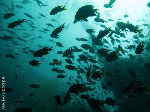 Fish and shipwreck