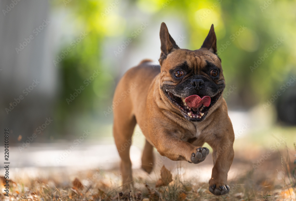 Fototapeta premium French Bulldog Running Outdoors in Nature
