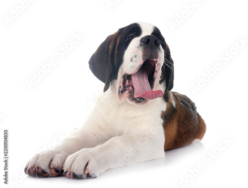 Obraz na plátně puppy saint bernard in studio