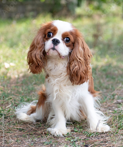 cavalier king charles