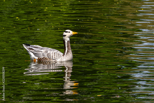 The bar-headed goose, Anser indicus is a goose that breeds in Central Asia in colonies of thousands