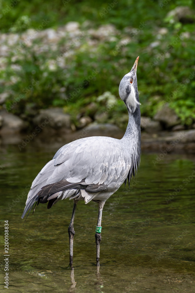 Fototapeta premium The Blue Crane, Grus paradisea, is an endangered bird