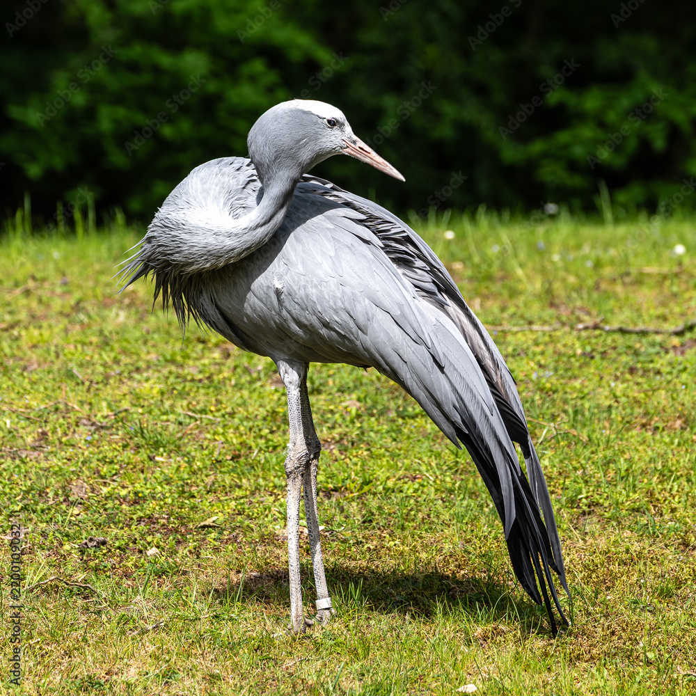 Fototapeta premium The Blue Crane, Grus paradisea, is an endangered bird