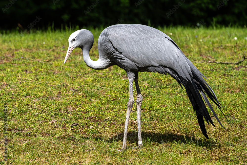 Obraz premium The Blue Crane, Grus paradisea, is an endangered bird