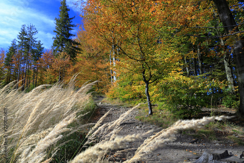 Mountain trail marker on a tree in the forest in autumn