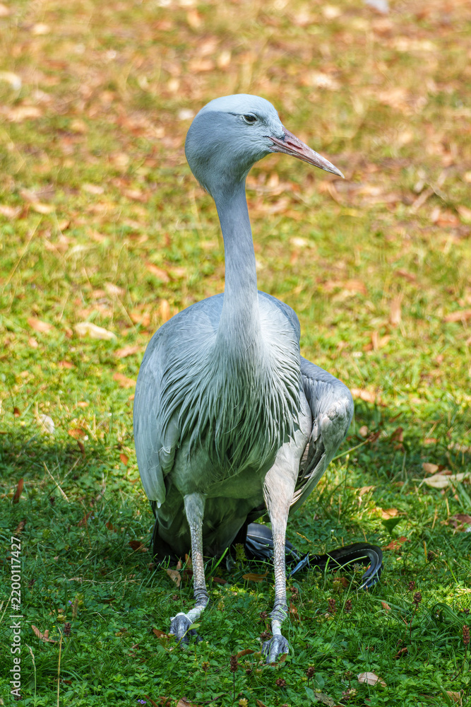 Obraz premium The Blue Crane, Grus paradisea, is an endangered bird