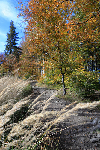 Mountain trail marker on a tree in the forest in autumn