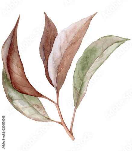 Obraz na plátně Watercolor Dried Umbel Blossom Skeleton in Watercolor Isolated on White